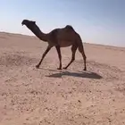 للبيع بكره جذعه لقحه كفووو