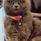 لتبني قطه سكوتش من اب سكوتش ام شيرازي