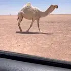 للبيع لقحه وضحى كفوو