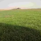 ثيل انجيله طبيعي صافي ونقي سي الفين والانتورو والفرنسي