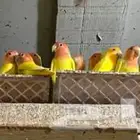عصافير روز