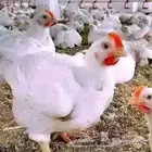 اعلان بيع دجاج لحم حي