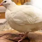بيض سمان تكساس العملاق