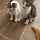 قطط للتبني