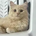قط ضايع