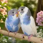 Budgie
