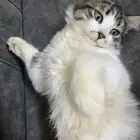 قطط شيرازي للتبني