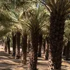 نخل صغري درجة اول الطول 4متر الكمية 100حبه