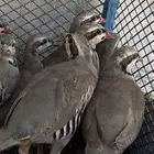 شنير