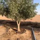 يوجدجميع النواع الأشجار