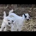 تيوس بهم من شهر إلى يوم