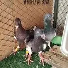 ثلاث فحول للكش