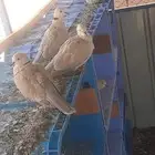 قماري هولندي