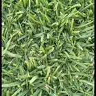 مزرعه ديل ثقيل طبيعي في 2000 درجه اولى ياباني انطورون على ال