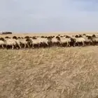 مطلوب غنم نعيم مراح واحد ولا حريات