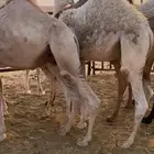 قعدان طيبه العدد 14 الي يبي جمله او تفريد الخرج