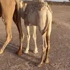 قعود على الحليب