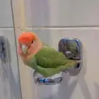 روز
