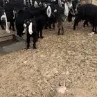 معزا عوارض طيبه