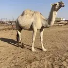 للبيع ناقه لقحه مضربه ع بعير طيب ومنتج الناقه