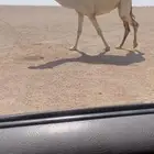 للبيع البكره القحه سنها جذعه ساسه رمانيه لقحه على حسسوني