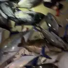 الرايس صيد نزهه الرايس