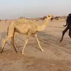 حشو للبيع قصب ضرما
