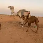 قعدان قصب بريه اعمارها 4 شهور