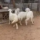 حريات ونعيم فل شحم