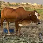 بقره منتوجه للبيع. تم البيع