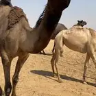 ناقة