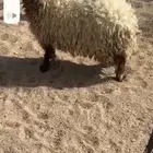 خلفات نعيم ودفيع حريات ربع