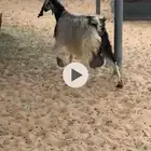 شاه لبن ولبنها واجد