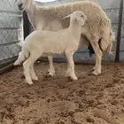نعجه تحتها رخل صنف الصنف