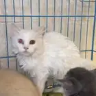 قطط لتبني