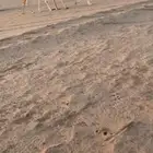 عشرا معها قعود ومنوة القناي