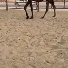 متلي لقحه مقرب مجهم نادره