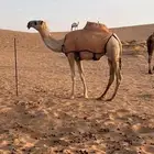 عشرا وضحا وبكار