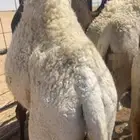 حشو قصب