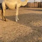 عشرا بكر
