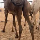 قعود كفو سمين وعلى جميع الشروط