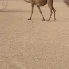 بكره صفرا
