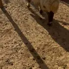 رخل نعيميه 5 شهور