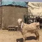 تيس