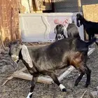 معزا مضاريع
