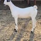 جفار فواخر