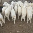 بهم تربيه نظيف