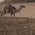 صفرا عشرا تحتها بكره