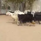 غنم نجد اشباب فاخره