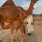 خلفه ساحليه فارعه تعبي طاسه ام 60 سنه رباع